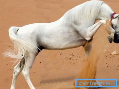 Коњот ја чувствува влагата Коњот ја чувствува влагата
