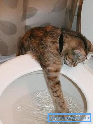 Некои мачки се заинтригирани со одвод на вода. Некои мачки се заинтригирани со одвод на вода.