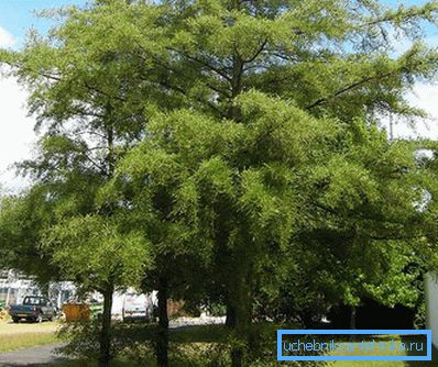 Црно Alder Imperialis