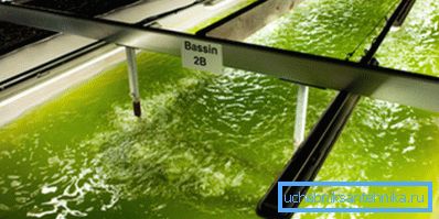 Производство на биогориво од алги Производство на биогориво од алги